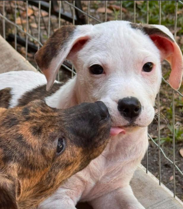 Hunter, a ADOPTABLE mixed breed in Eutawville, SC image 3/4