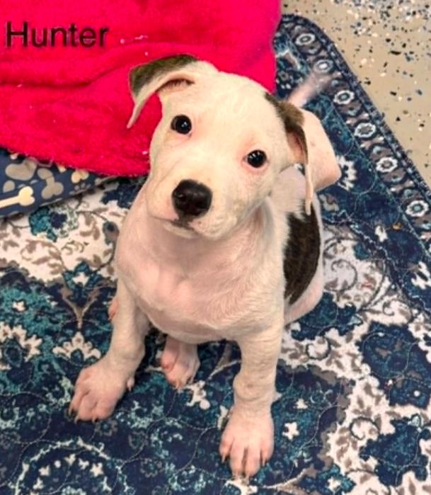 Hunter, a ADOPTABLE mixed breed in Eutawville, SC image 2/4