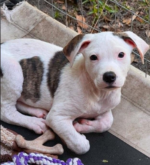 Hunter, a ADOPTABLE mixed breed in Eutawville, SC image 4/4