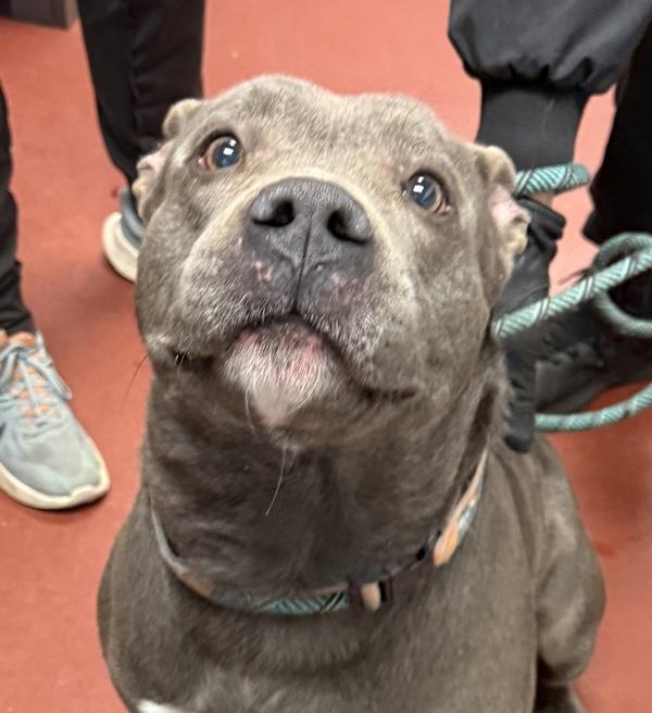 Kane, Adoptable, Adult Male Pit Bull Terrier.