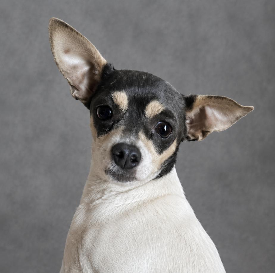 Dottie, a ADOPTABLE Chihuahua in Bridgeton, MO image 2/2