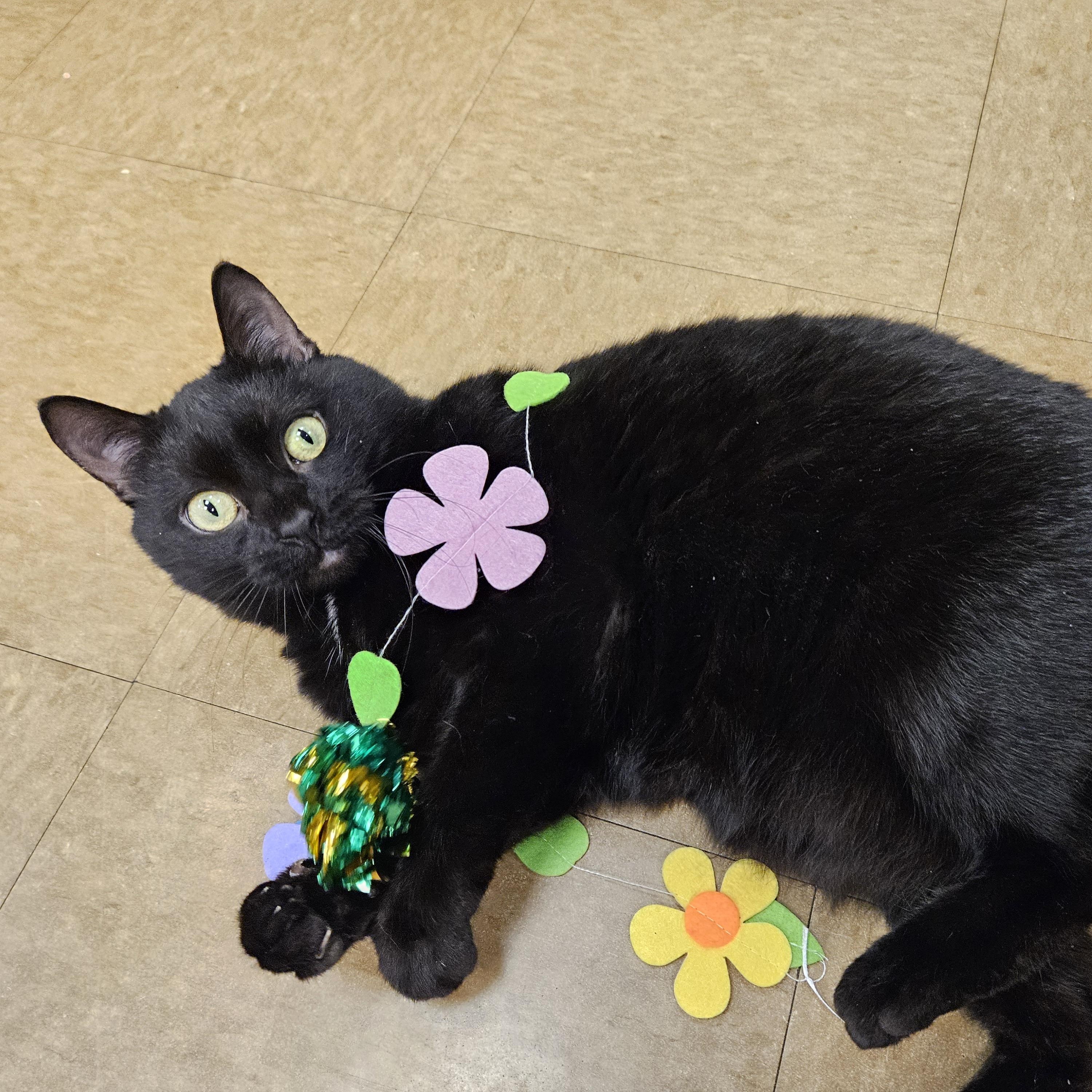 Ty (Special Needs)