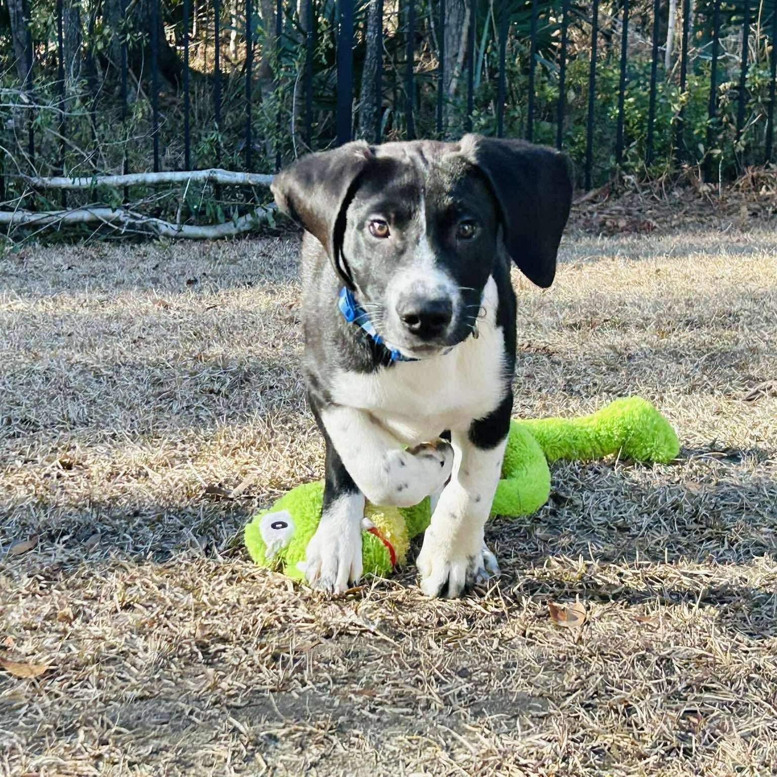 Goose, adopted, Puppy Male Labrador Retriever.