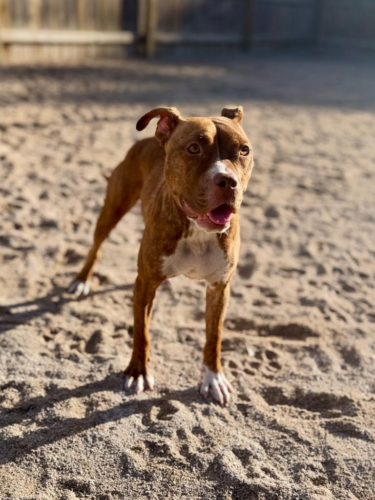 Enlarge Nyx, a Adoptable Mixed Breed in Muskegon, MI image 1/4