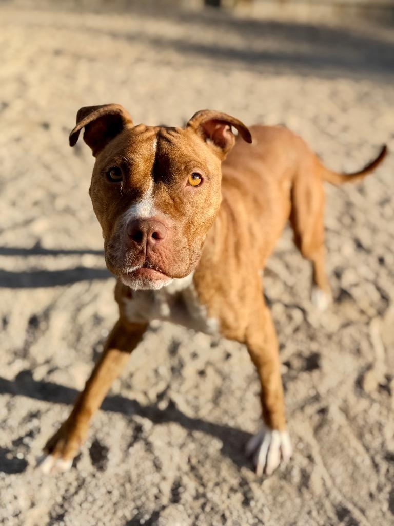 Enlarge Nyx, a Adoptable Mixed Breed in Muskegon, MI image 2/4