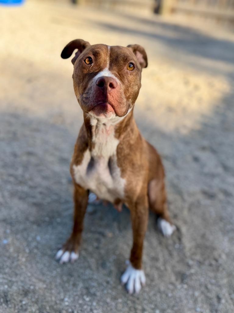 Enlarge Nyx, a Adoptable Mixed Breed in Muskegon, MI image 3/4
