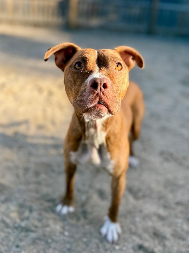 Enlarge Nyx, a Adoptable Mixed Breed in Muskegon, MI image 4/4