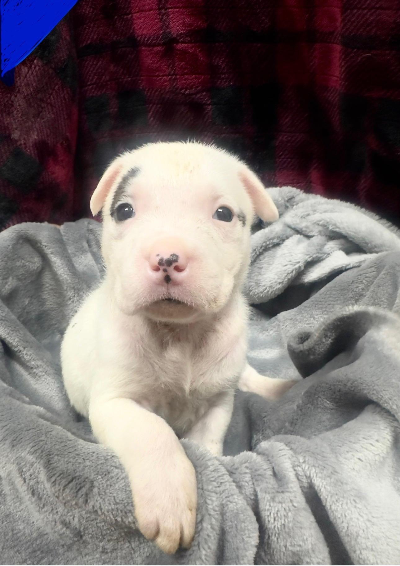 Uno, ADOPTABLE, Puppy Male Catahoula Leopard Dog.