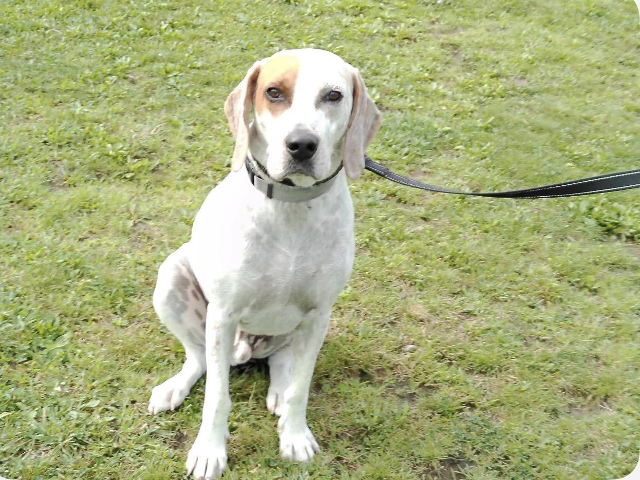 Enlarge Gibbs (courtesy post ), a Adoptable mixed breed in WARREN, RI image 2/3