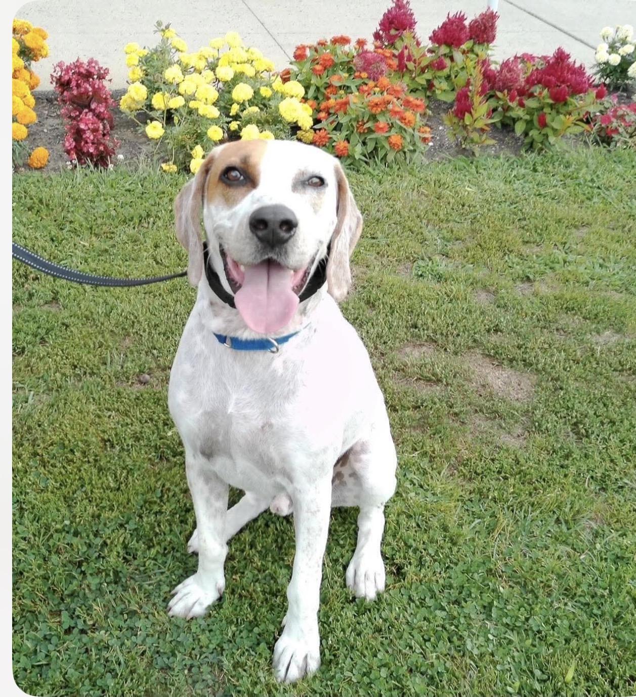Gibbs (courtesy post ), Adoptable, Adult Male Hound.