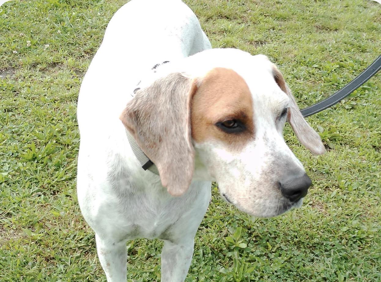 Enlarge Gibbs (courtesy post ), a Adoptable mixed breed in WARREN, RI image 3/3