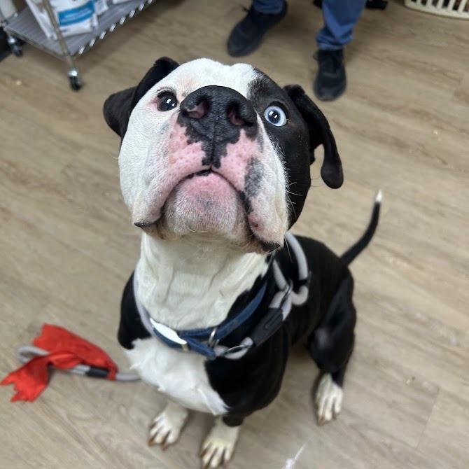 Azraq — thumbnail 2