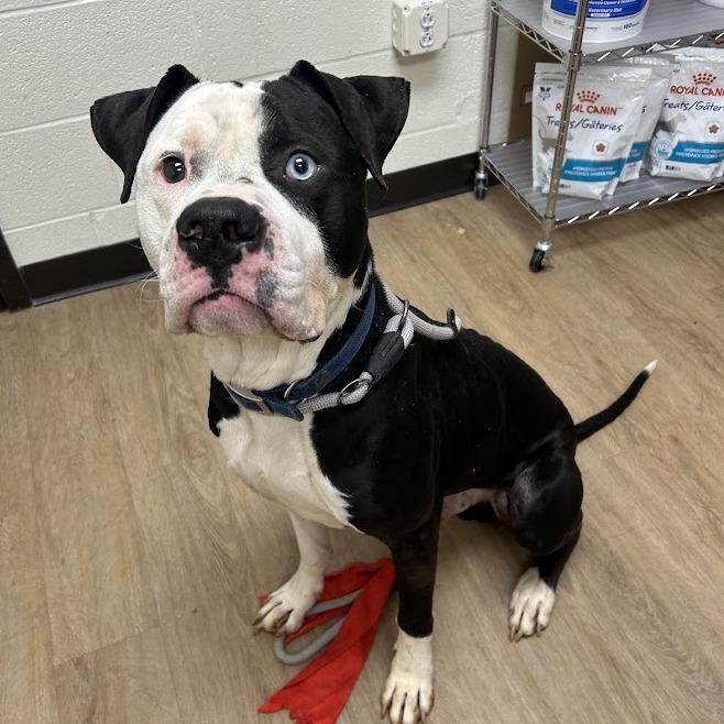 Azraq — thumbnail 4