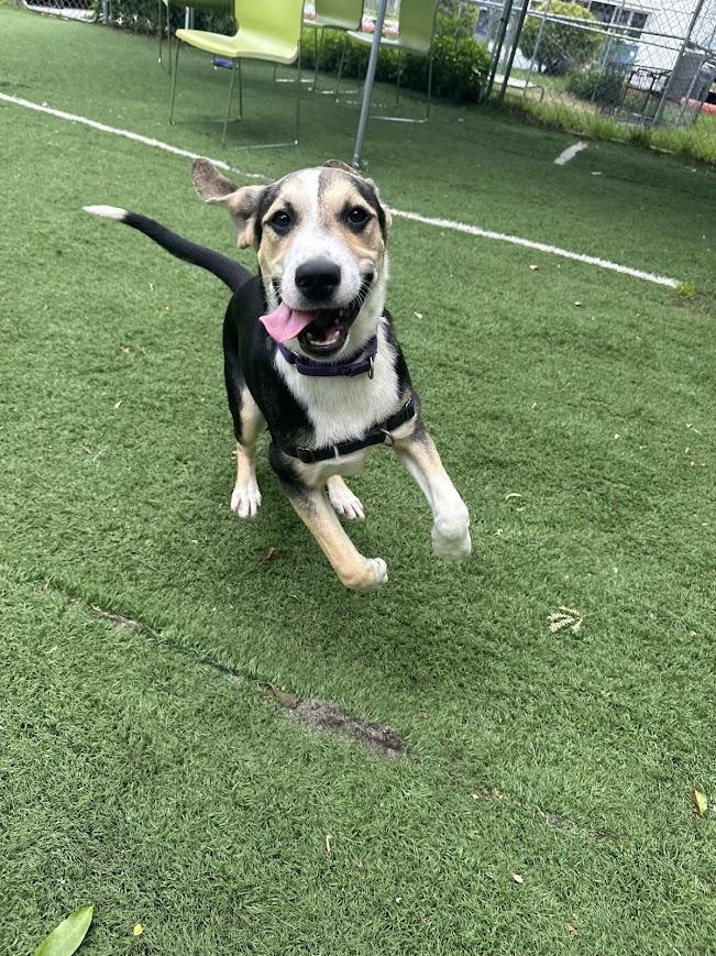 Jessie, a ADOPTABLE mixed breed in Ocean View, NJ image 5/6
