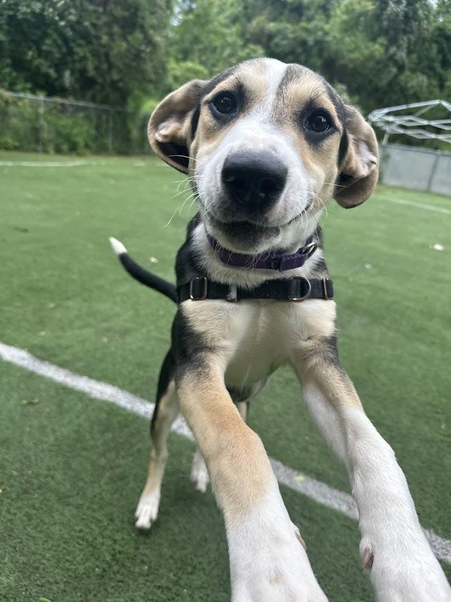Jessie, a ADOPTABLE mixed breed in Ocean View, NJ image 6/6