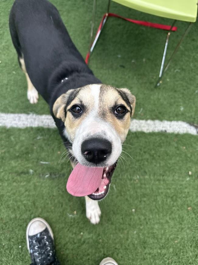 Jessie, a ADOPTABLE mixed breed in Ocean View, NJ image 1/6