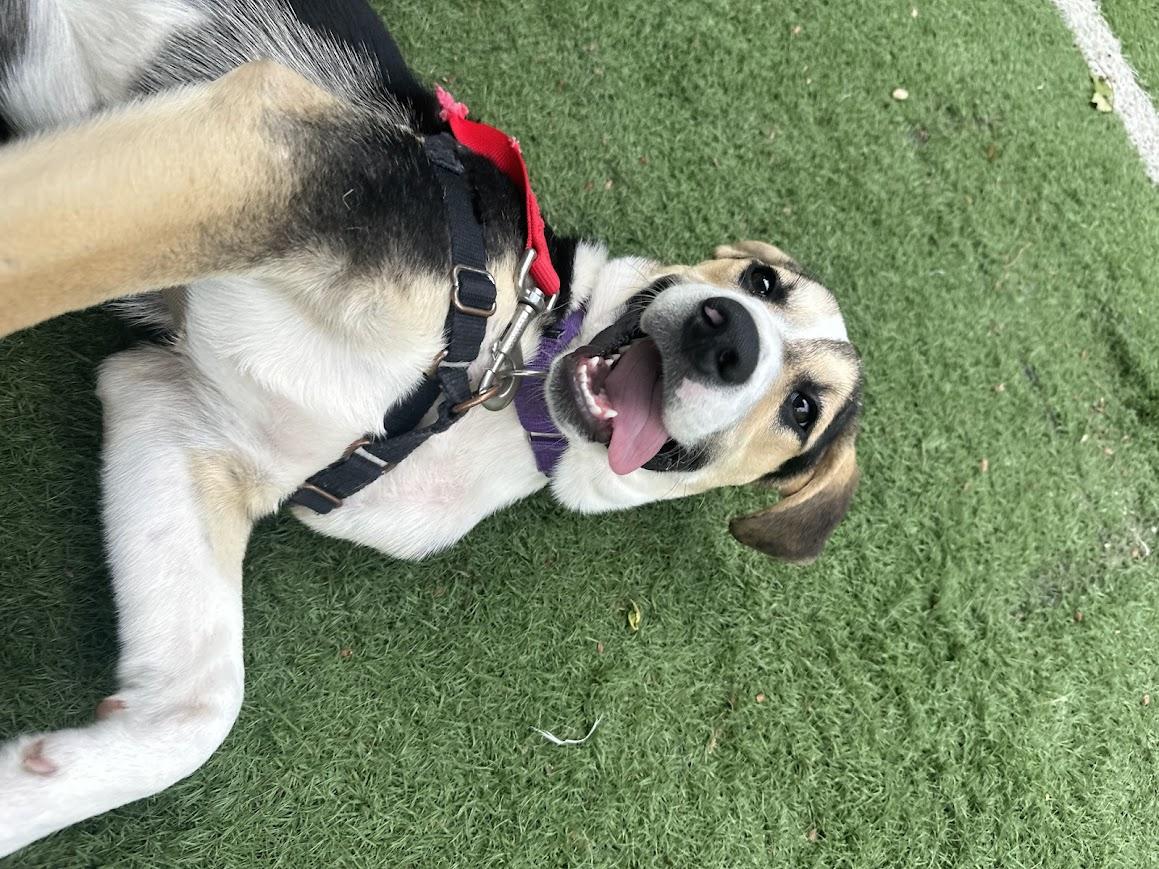 Jessie, a ADOPTABLE mixed breed in Ocean View, NJ image 2/6