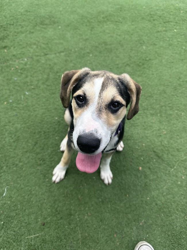 Jessie, a ADOPTABLE mixed breed in Ocean View, NJ image 3/6