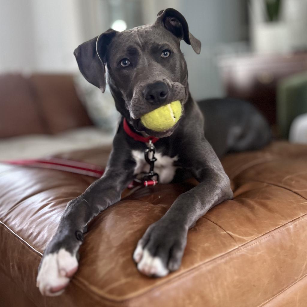 Titan, a Adoptable mixed breed in Raleigh, NC image 1/6