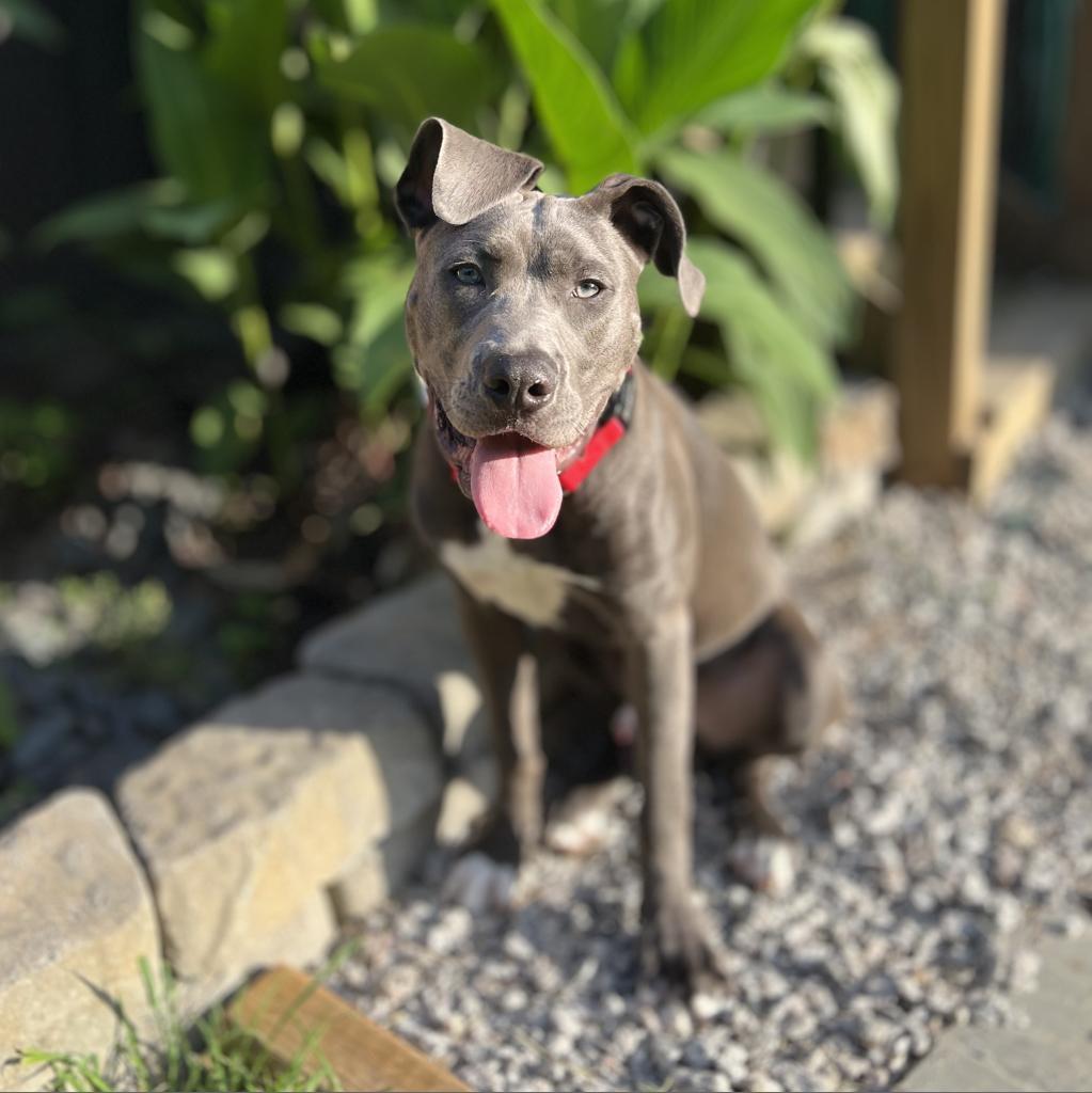 Titan, a Adoptable mixed breed in Raleigh, NC image 2/6