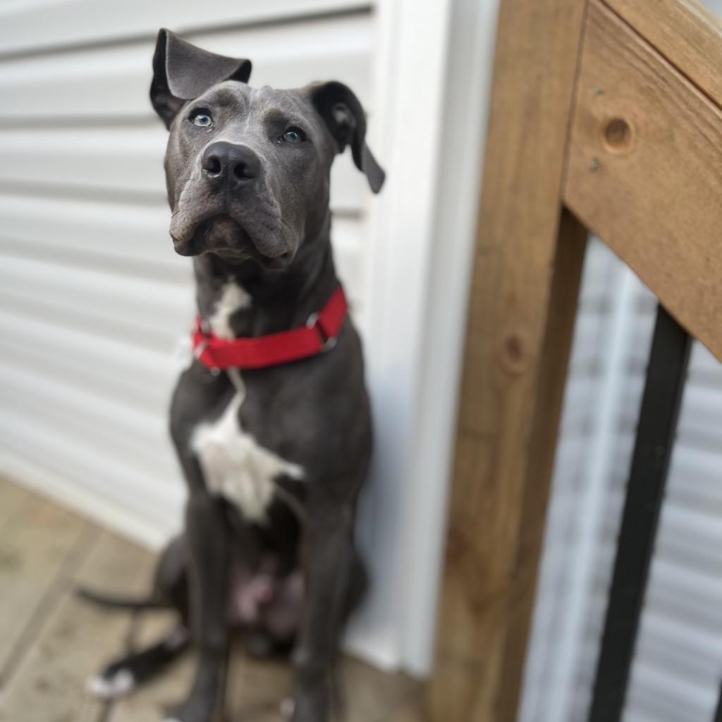 Titan, a Adoptable mixed breed in Raleigh, NC image 4/6