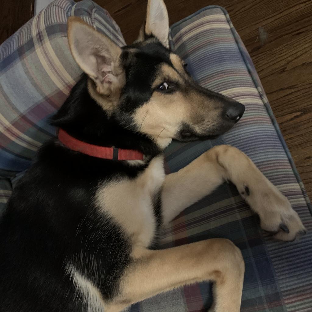 Raina, Adoptable, Adult Female German Shepherd Dog.