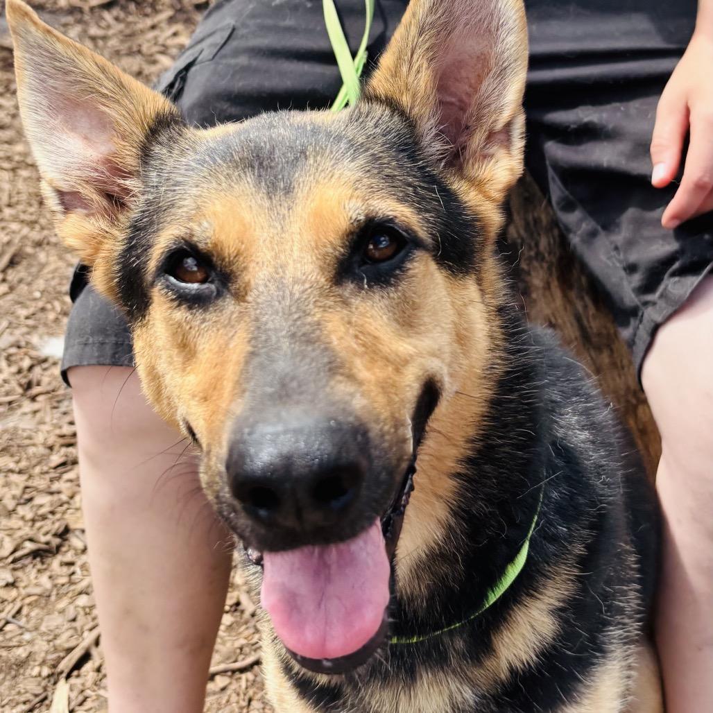 Raina, a Adoptable German Shepherd Dog in Peachtree City, GA image 2/5