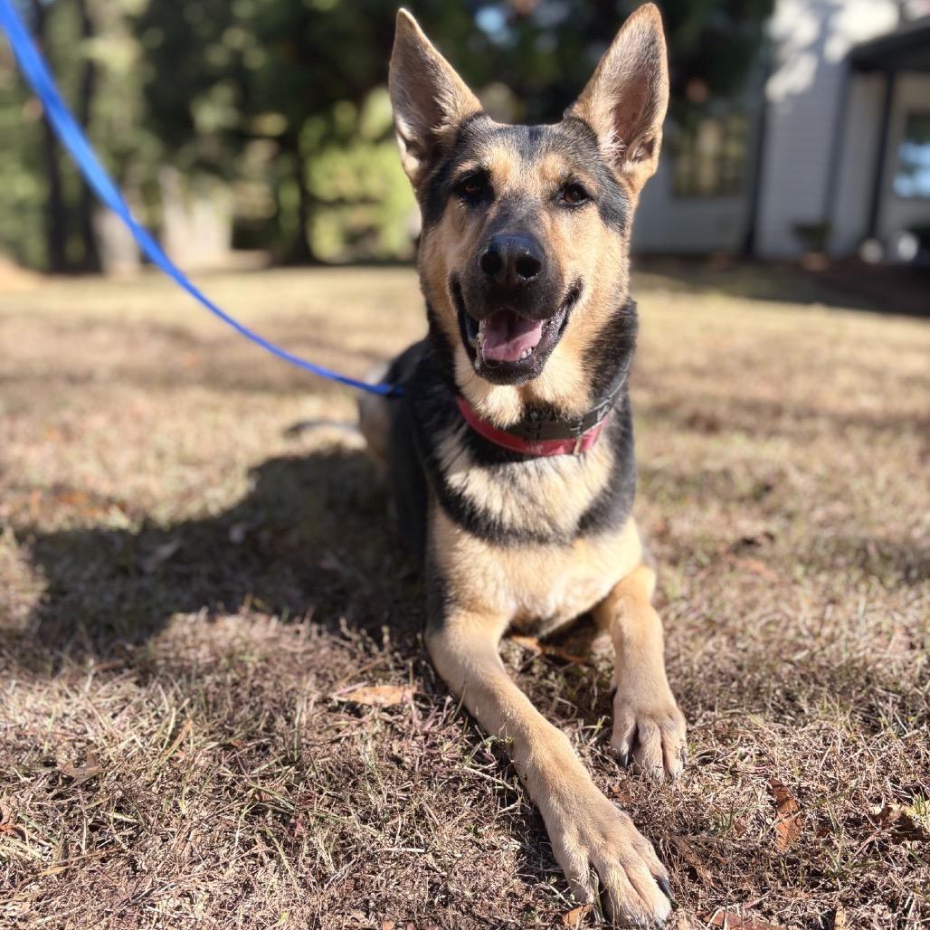 Raina, a Adoptable German Shepherd Dog in Peachtree City, GA image 3/5