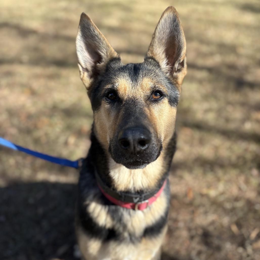 Raina, a Adoptable German Shepherd Dog in Peachtree City, GA image 4/5