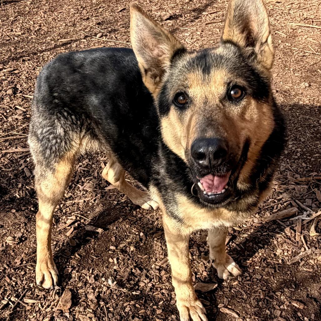 Enlarge Raina, a Adoptable German Shepherd Dog in Peachtree City, GA image 6/6