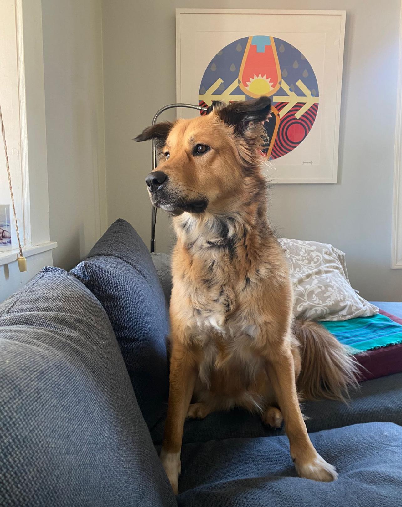 AVI, a Adoptable mixed breed in Pierrefonds, QC image 1/6