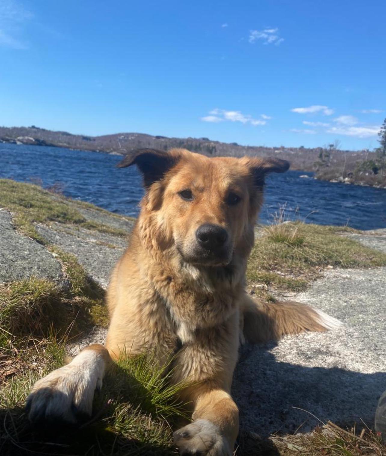 AVI, a Adoptable mixed breed in Pierrefonds, QC image 2/6