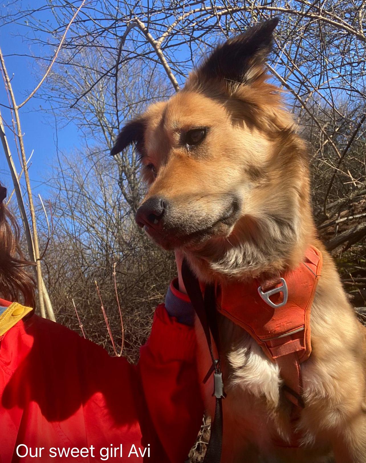 AVI, a Adoptable mixed breed in Pierrefonds, QC image 3/6