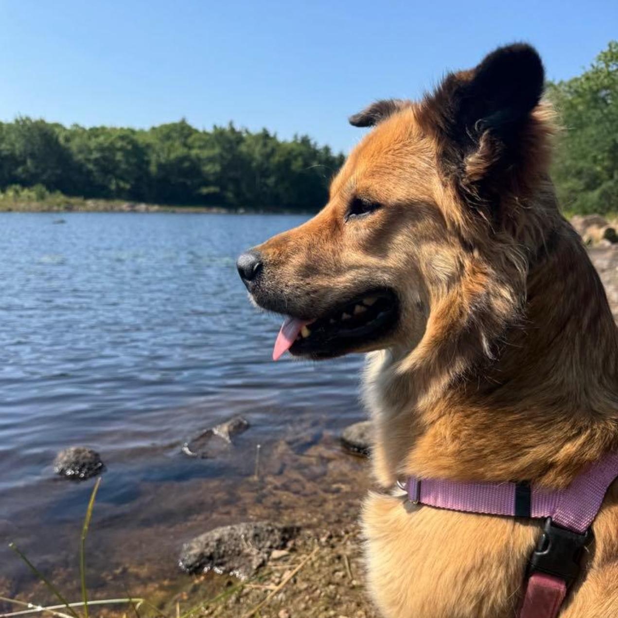 AVI, a Adoptable mixed breed in Pierrefonds, QC image 4/6