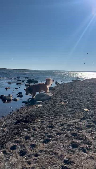 Enlarge AVI, a Adoptable mixed breed in Pierrefonds, QC video 5/6