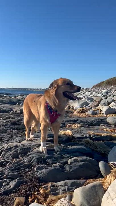 Enlarge AVI, a Adoptable mixed breed in Pierrefonds, QC video 6/6