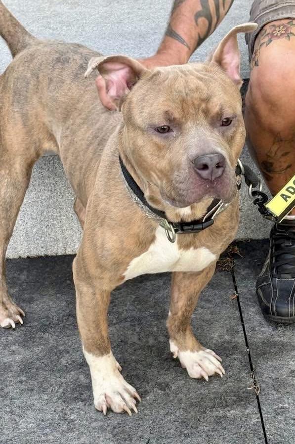 Bradley, a ADOPTABLE Pit Bull Terrier in Buffalo, NY image 3/6