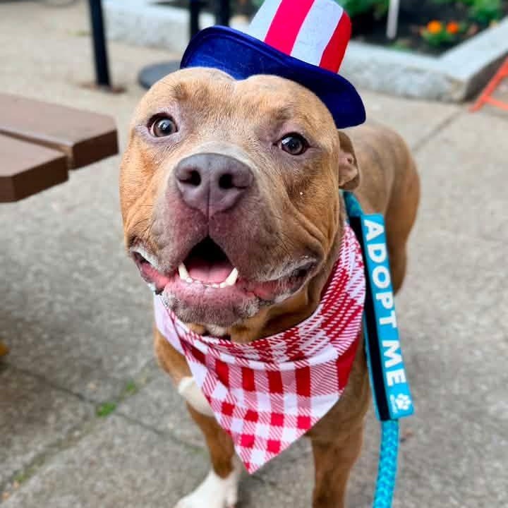 Bradley, a ADOPTABLE Pit Bull Terrier in Buffalo, NY image 2/6