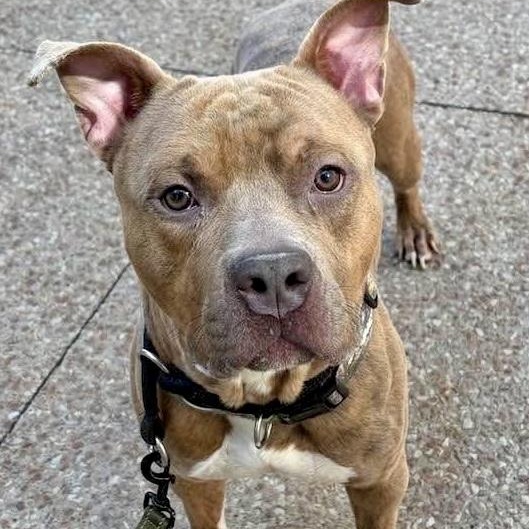 Bradley, a ADOPTABLE Pit Bull Terrier in Buffalo, NY image 1/6