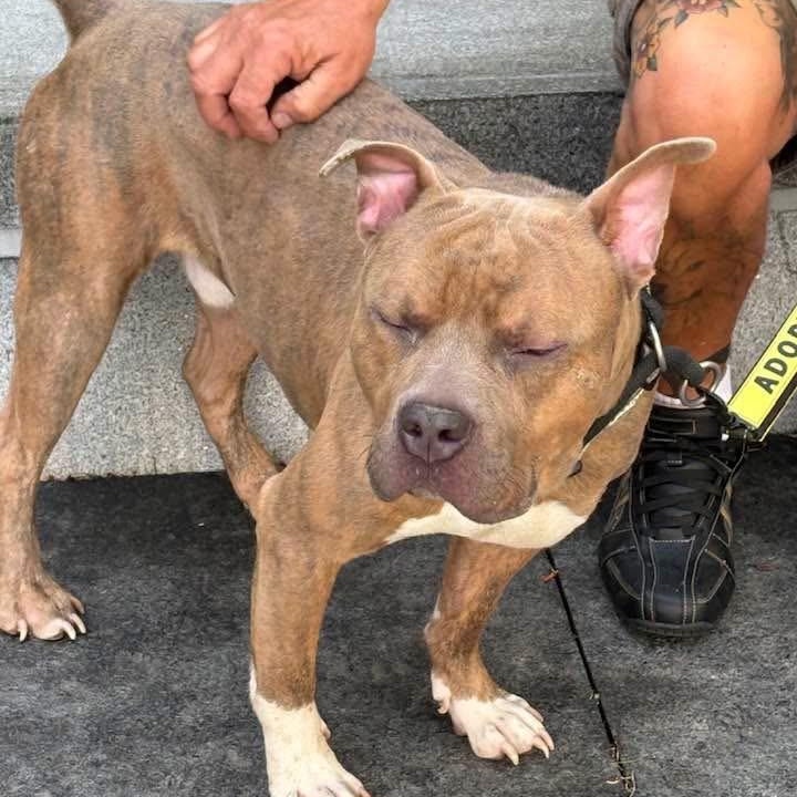 Bradley, a ADOPTABLE Pit Bull Terrier in Buffalo, NY image 4/6