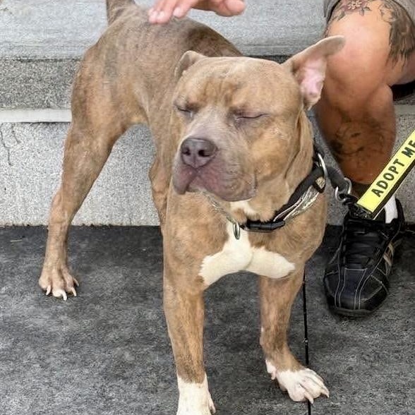 Bradley, a ADOPTABLE Pit Bull Terrier in Buffalo, NY image 6/6