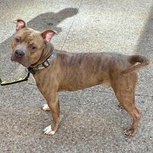 Bradley, a ADOPTABLE Pit Bull Terrier in Buffalo, NY image 5/6