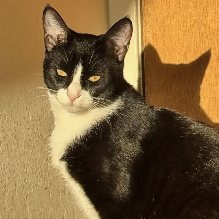 Maggie May, Adopted, Young Female Domestic Short Hair.