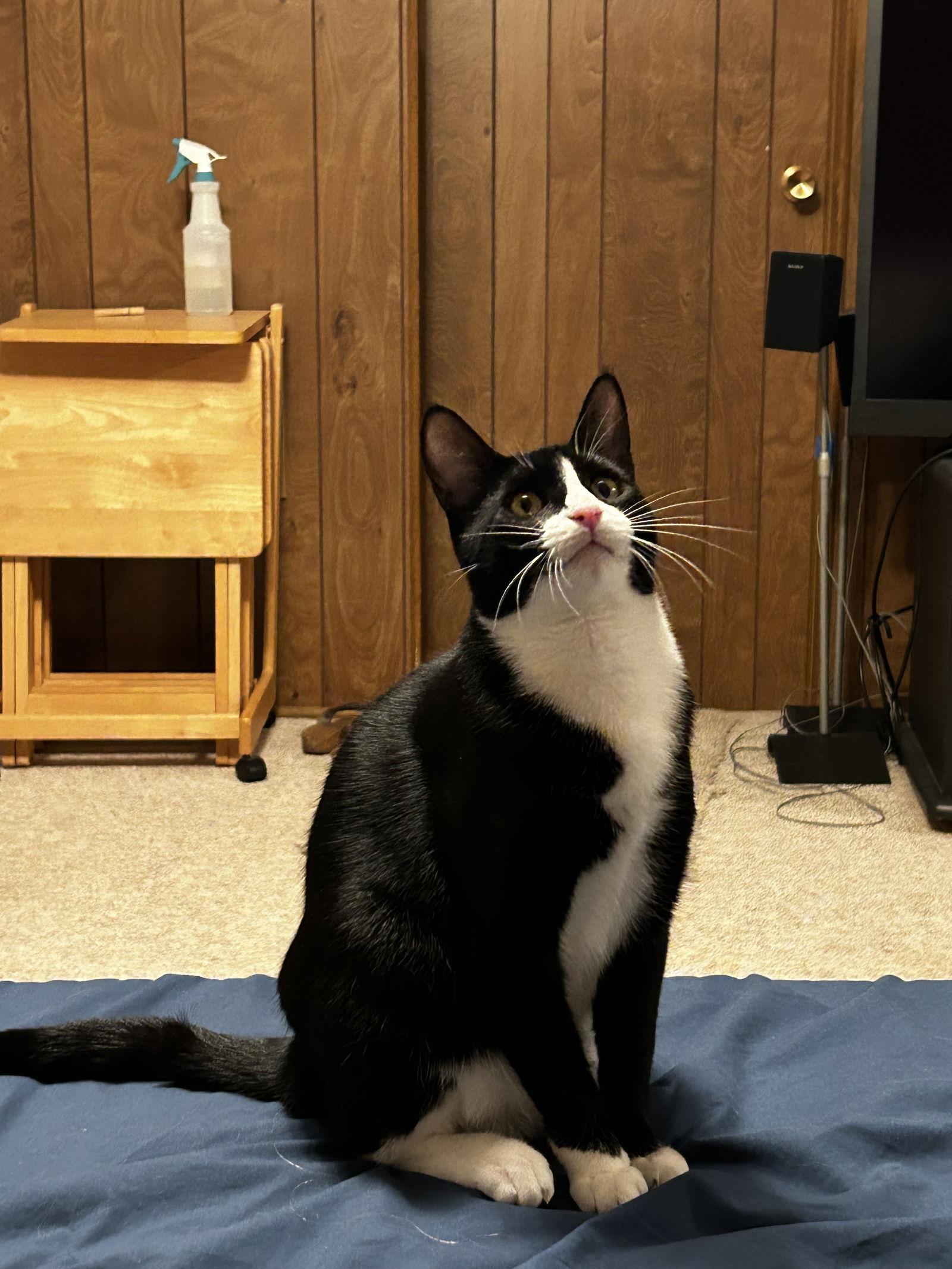 Enlarge Maggie May, a Adopted Domestic Short Hair in Castro Valley, CA image 2/3