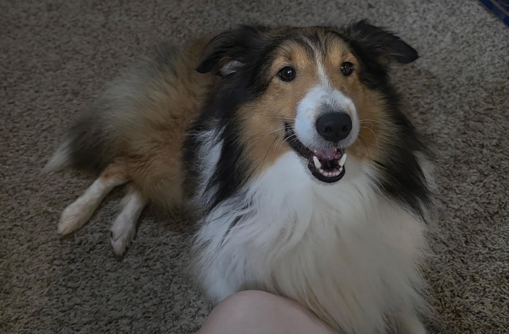 Enlarge Sable, a Adoptable Shetland Sheepdog / Sheltie image 1/4