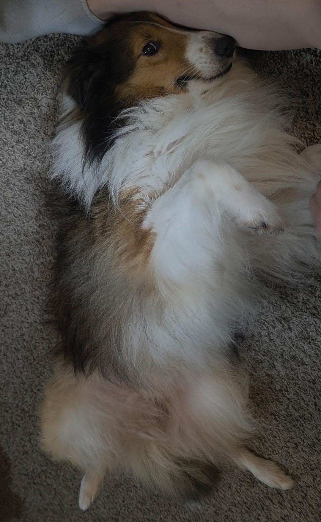 Enlarge Sable, a Adoptable Shetland Sheepdog / Sheltie image 2/4