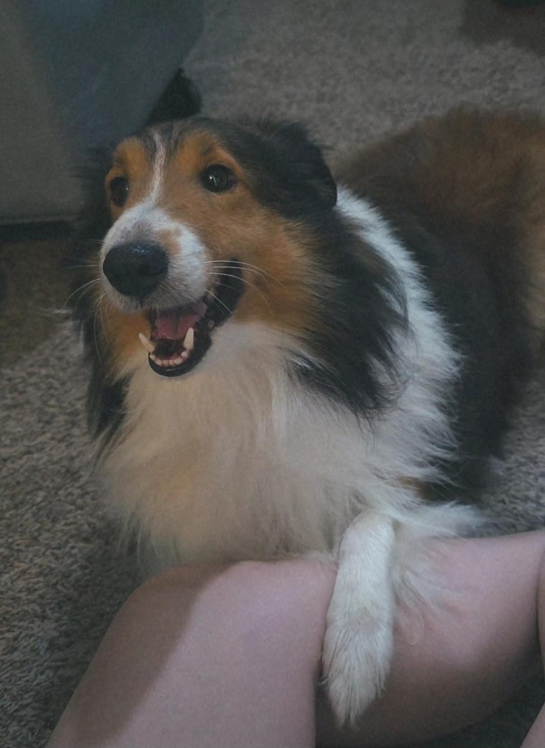 Enlarge Sable, a Adoptable Shetland Sheepdog / Sheltie image 3/4