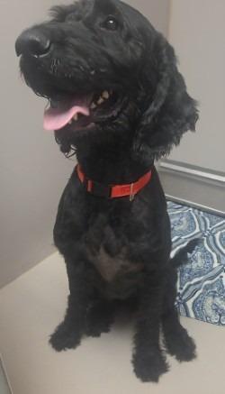 Enlarge Sirius, a Adoptable mixed breed in Sherwood, AR image 1/1