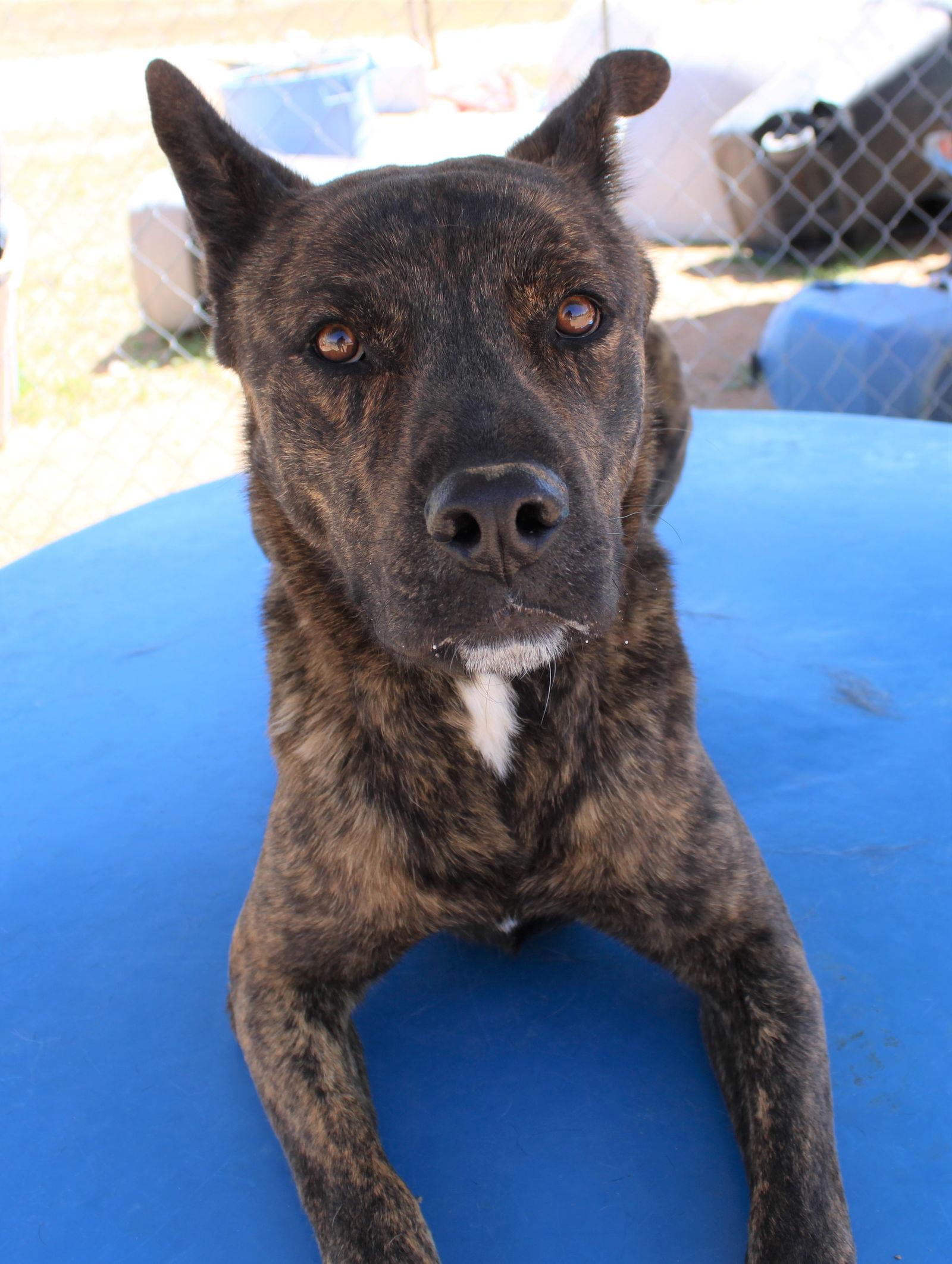 Reddy-IN FOSTER HOME, Adoptable, Young Male Dutch Shepherd.