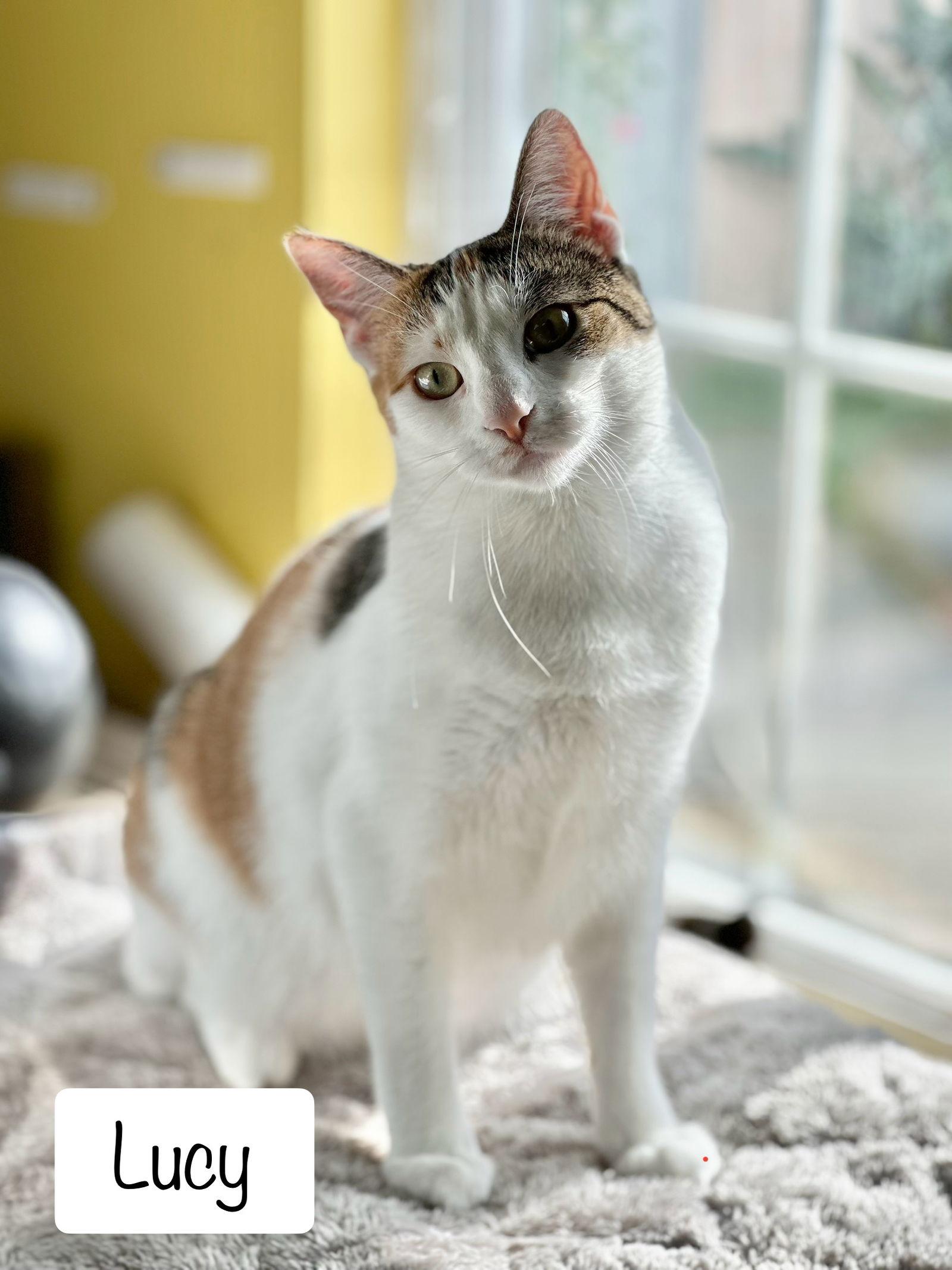 Enlarge Lucy (bonded w/Frodo), a Adoptable mixed breed in San Jose, CA image 2/3